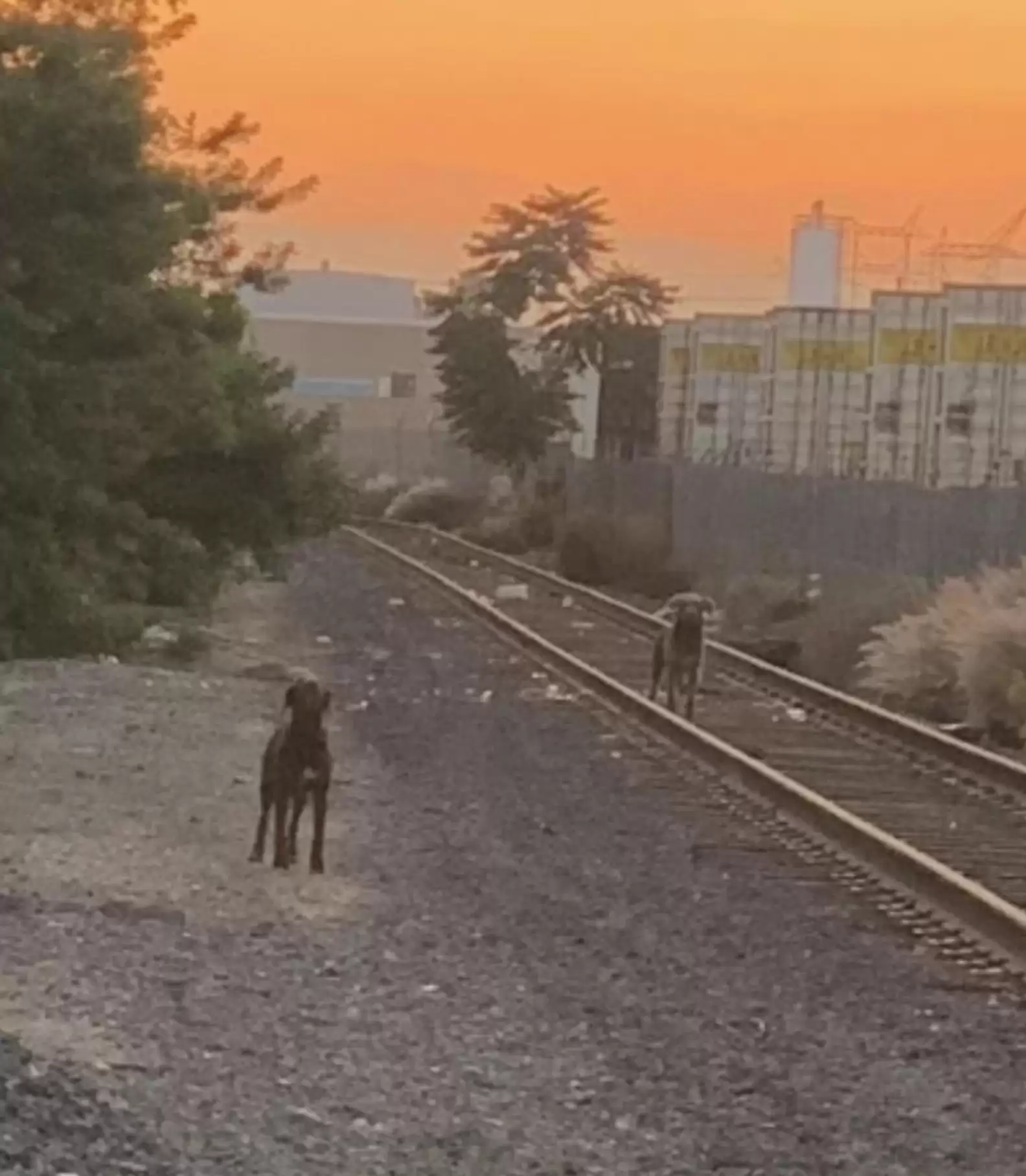 สุนัข 2 ตัวที่ถูกทิ้ง “ เฝ้ารอ “ ให้เจ้าของกลับมาเป็นเวลา 1 สัปดาห์ที่รางรถไฟรอให้เจ้าของกลับมา 🐶🐕🤲🏻🛤😢