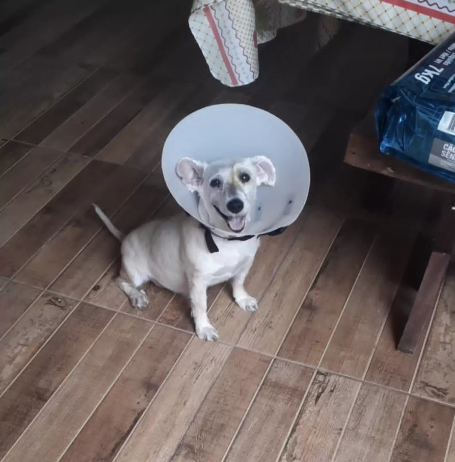 สุนัขที่หาย “ ตาบอด “ ดีใจอย่างมากที่ได้เห็นหน้าเจ้าของอีกครั้งหลังได้รับการผ่าตัด 🐶🐕🤕👁👴🏻☺️👍🏻👌🏻♥️